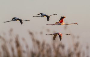 Fenicotteri in volo, Cagliari